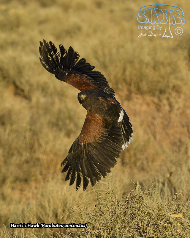 Harris's Hawk - Parabuteo unicinctus