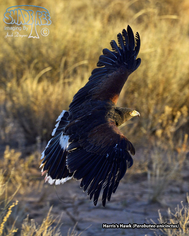 Harris's Hawk - Parabuteo unicinctus