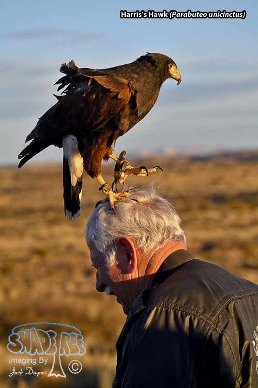 Harris's Hawk - Parabuteo unicinctus