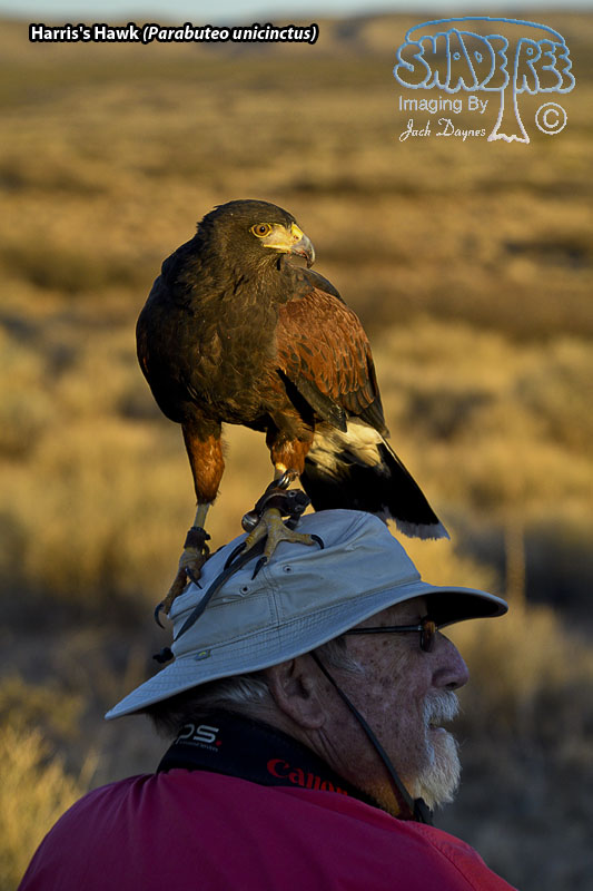 Harris's Hawk - Parabuteo unicinctus