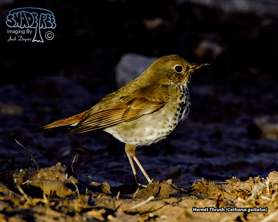 Hermit Thrush - Catharus guttatus