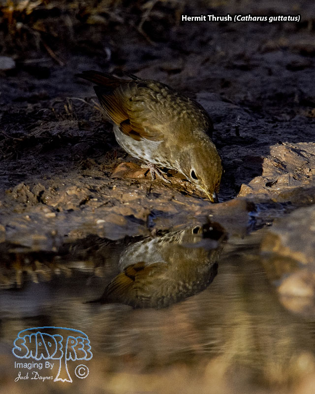 Hermit Thrush - Catharus guttatus