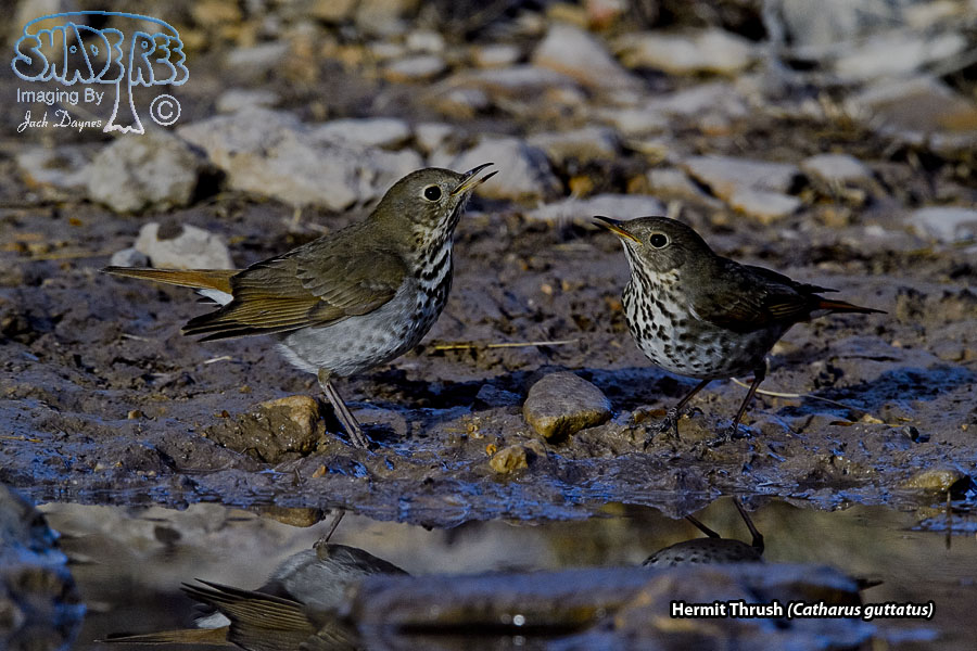 Hermit Thrush - Catharus guttatus