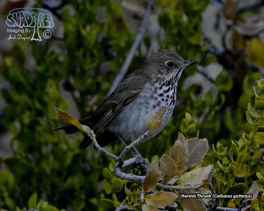 Hermit Thrush - Catharus guttatus