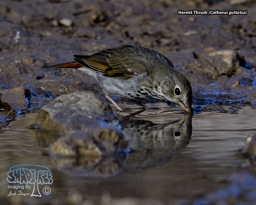 Hermit Thrush - Catharus guttatus
