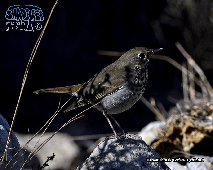 Hermit Thrush - Catharus guttatus