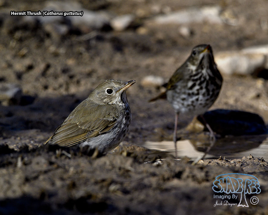 Hermit Thrush - Catharus guttatus
