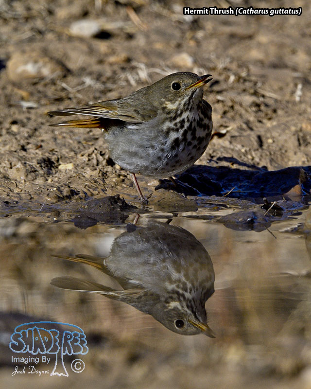 Hermit Thrush - Catharus guttatus