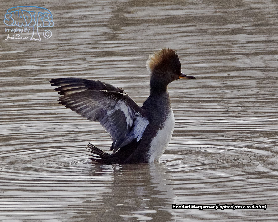 Hooded Merganser - Lophodytes cucullatus