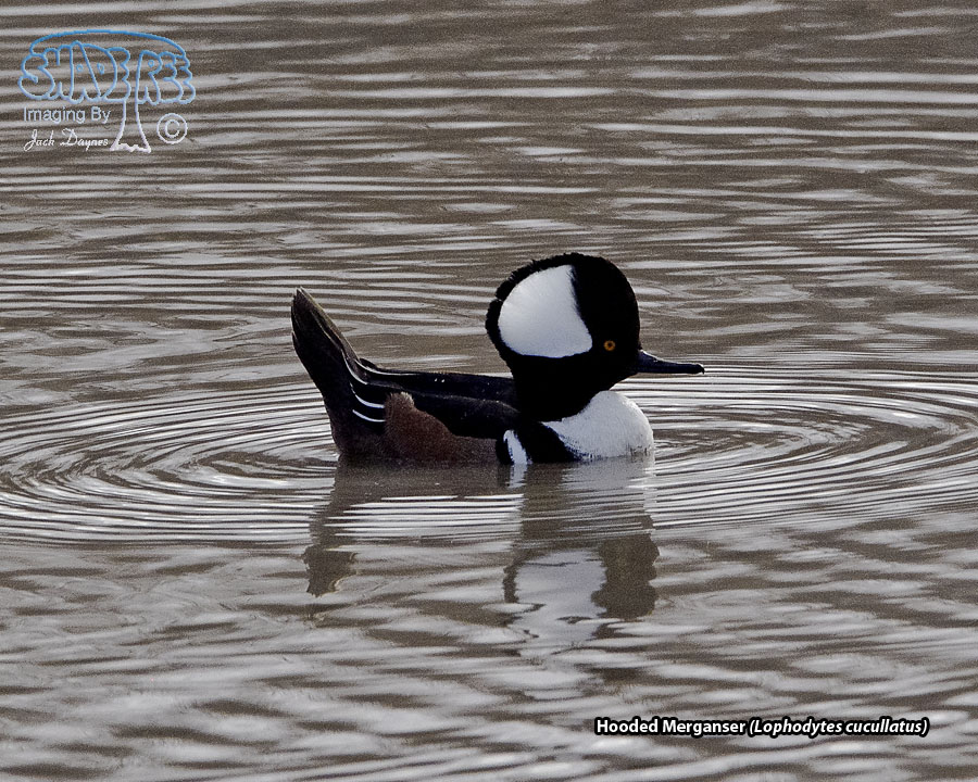 Hooded Merganser - Lophodytes cucullatus