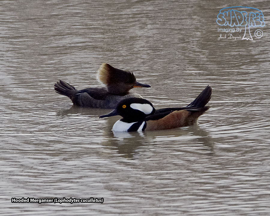 Hooded Merganser - Lophodytes cucullatus