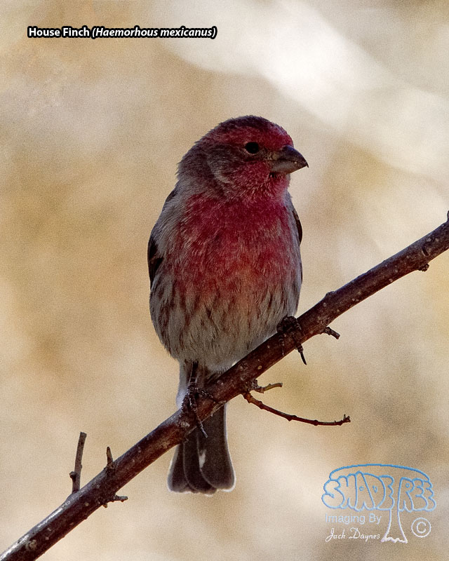 House Finch - Haemorhous mexicanus