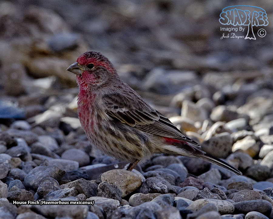 House Finch - Haemorhous mexicanus