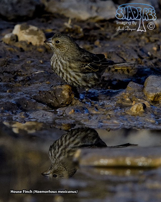 House Finch - Haemorhous mexicanus