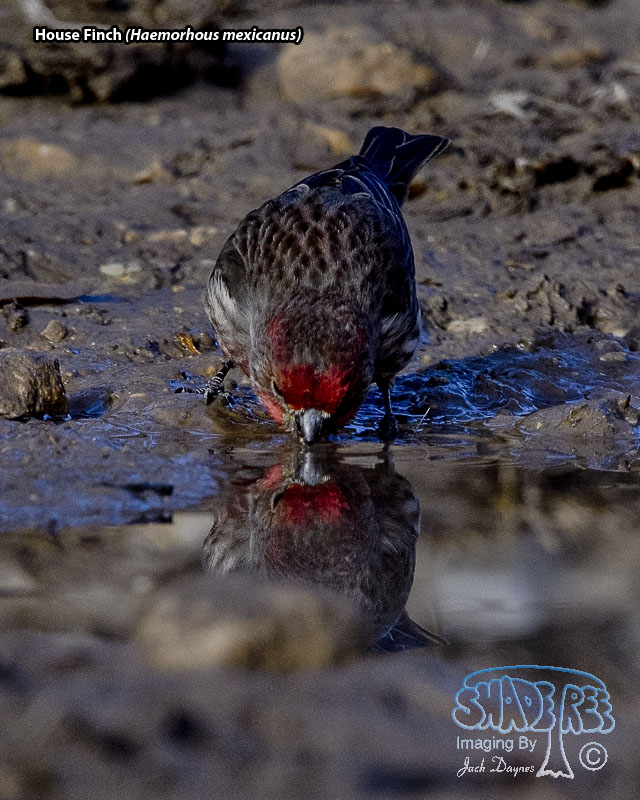 House Finch - Haemorhous mexicanus
