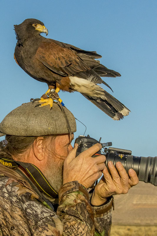 Harris's Hawk - Parabuteo unicinctus
