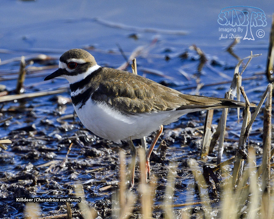 Killdeer - Charadrius vociferus