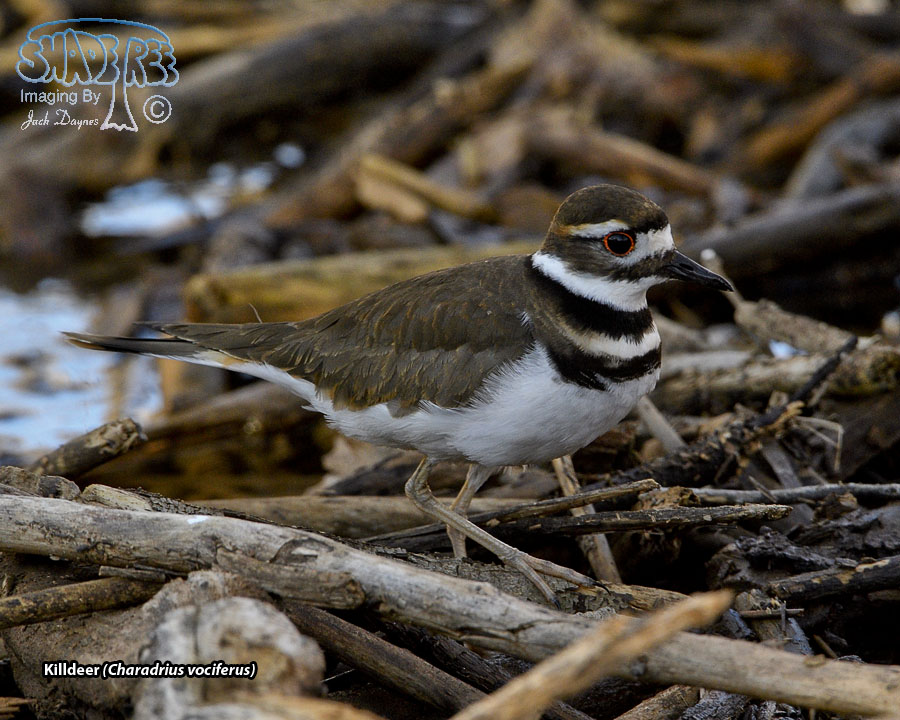 Killdeer - Charadrius vociferus