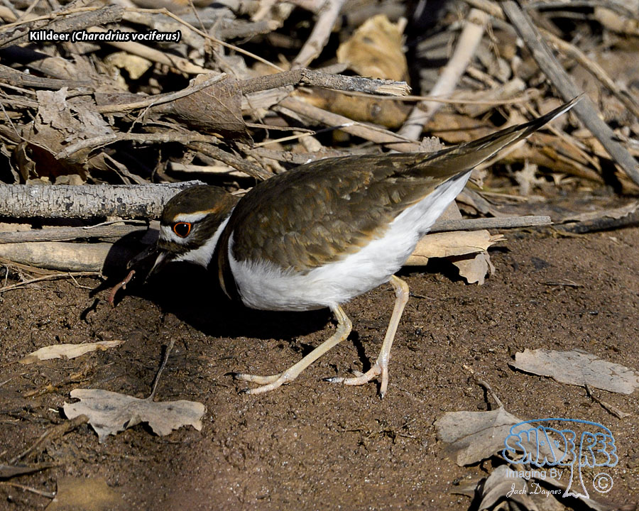 Killdeer - Charadrius vociferus