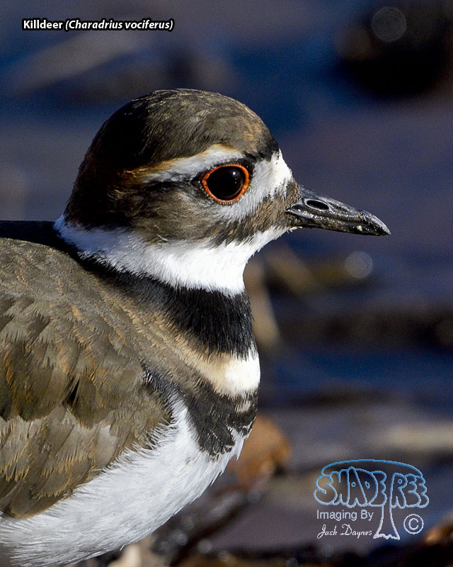 Killdeer - Charadrius vociferus
