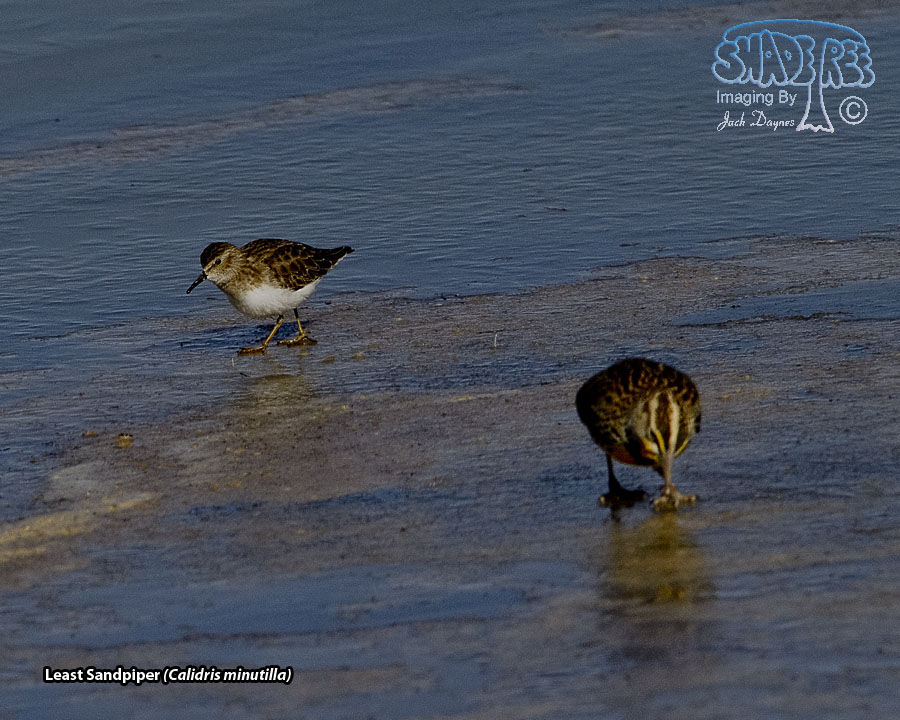 Least Sandpiper - Calidris minutilla