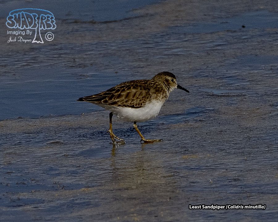 Least Sandpiper - Calidris minutilla