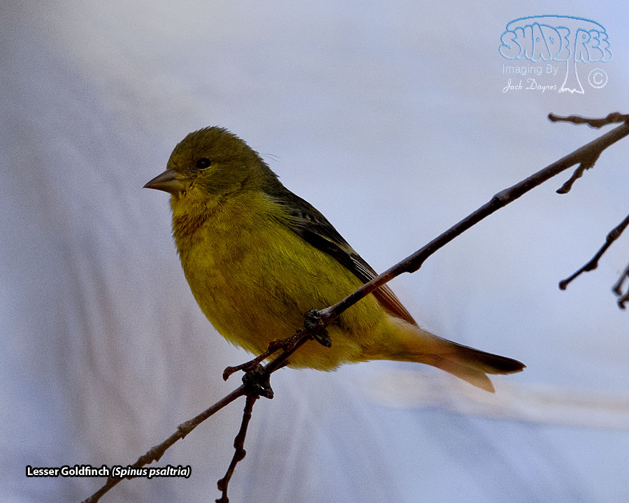 Lesser Goldfinch - Spinus psaltria