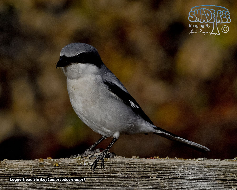 Loggerhead Shrike - Lanius ludovicianus