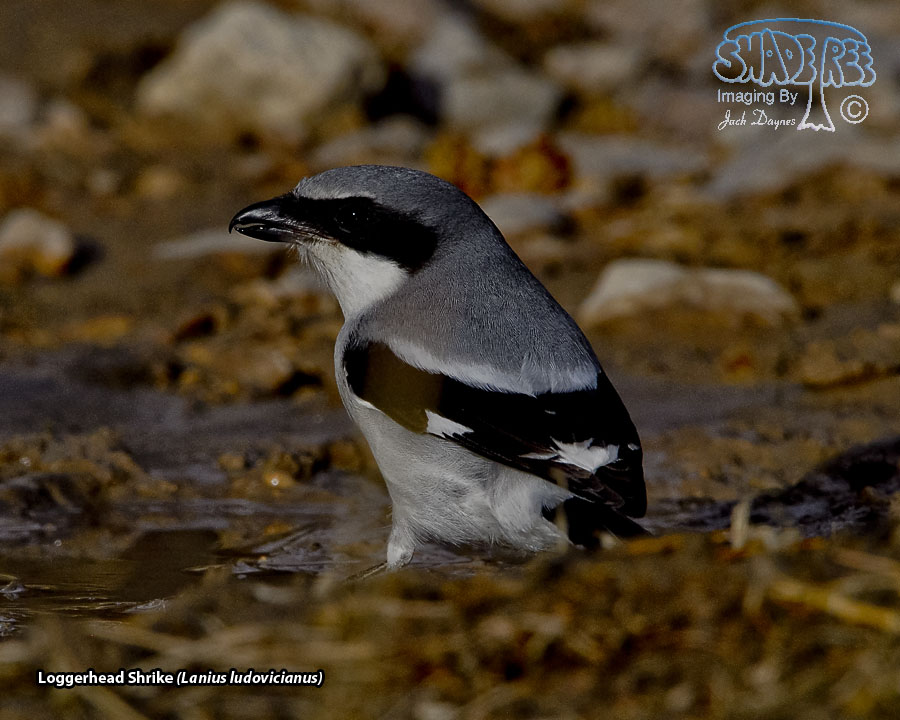 Loggerhead Shrike - Lanius ludovicianus