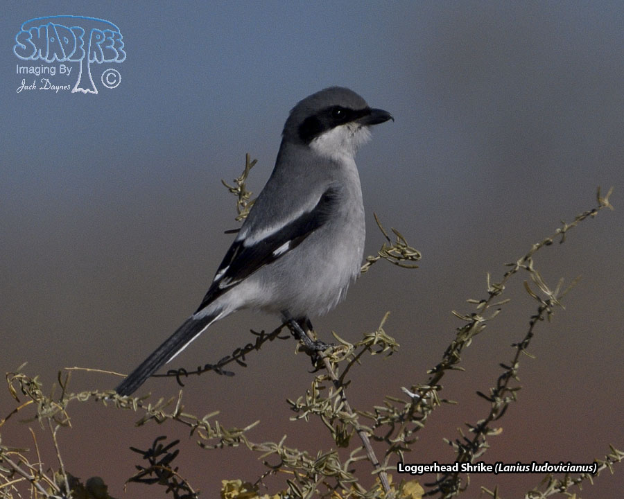 Loggerhead Shrike - Lanius ludovicianus
