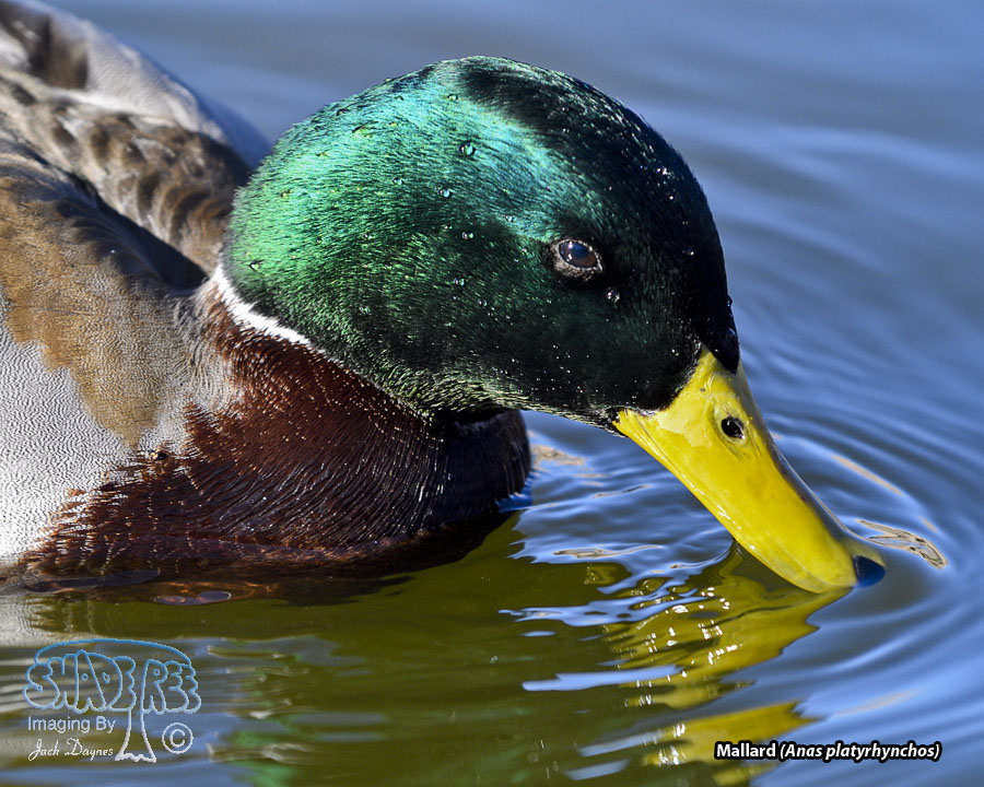Mallard - Anas platyrhynchos
