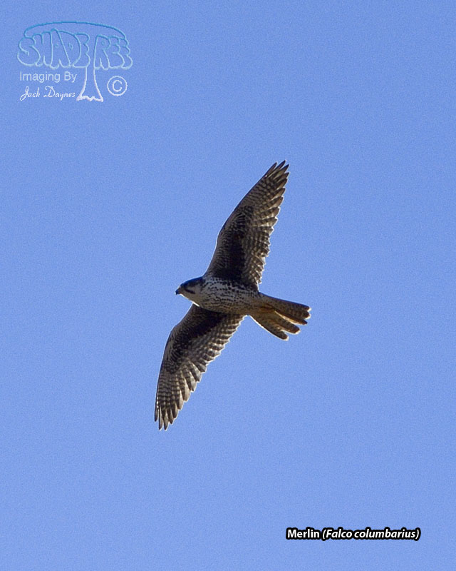 Merlin - Falco columbarius