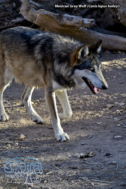 Mexican Gray Wolf - Canis lupus baileyi