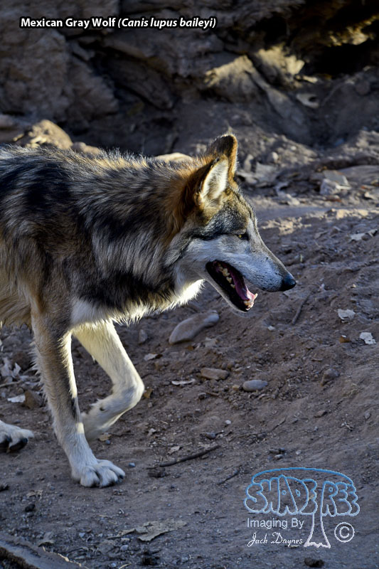 Mexican Gray Wolf - Canis lupus baileyi