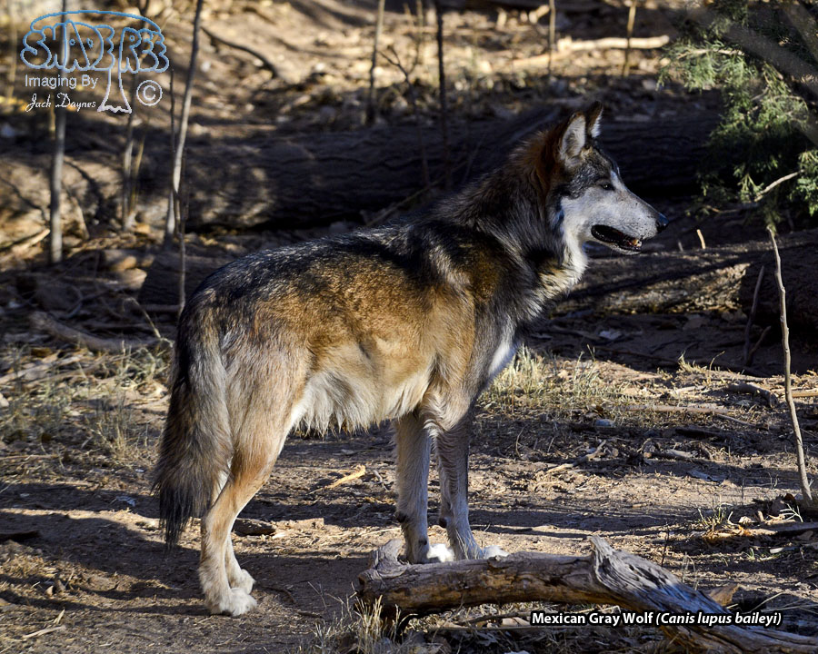 Mexican Gray Wolf - Canis lupus baileyi