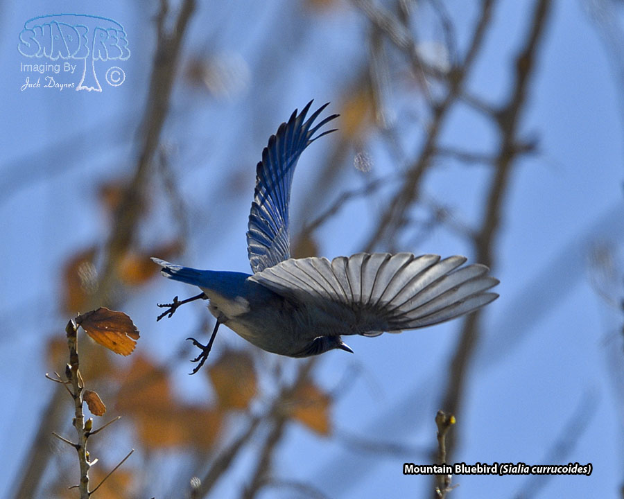 Mountain Bluebird - Sialia currucoides