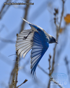 2020-11-30 Monday at Bosque del Apache