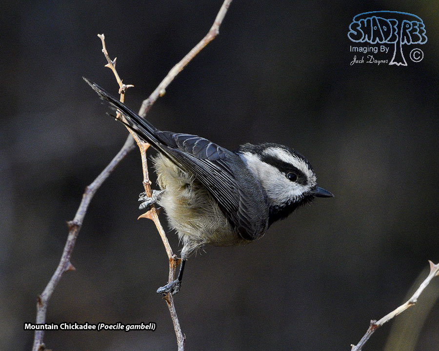 Mountain Chickadee - Poecile gambeli