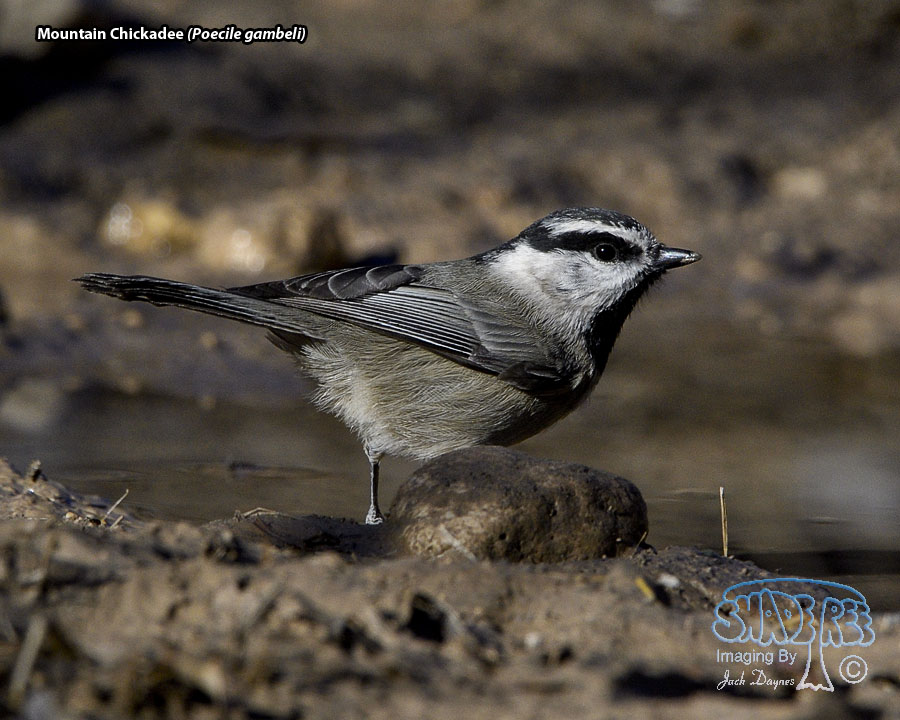 Mountain Chickadee - Poecile gambeli
