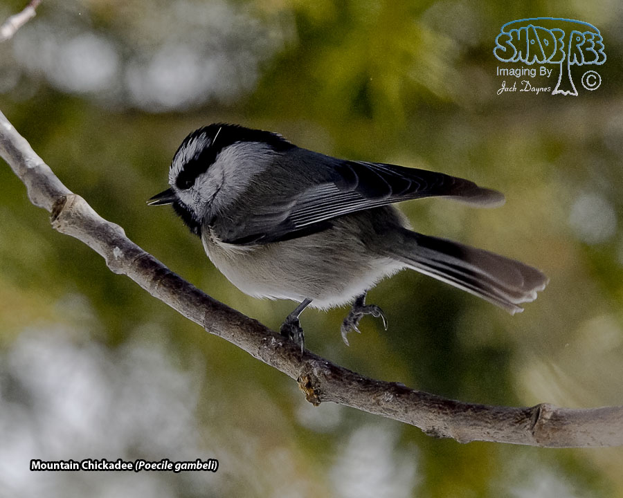Mountain Chickadee - Poecile gambeli