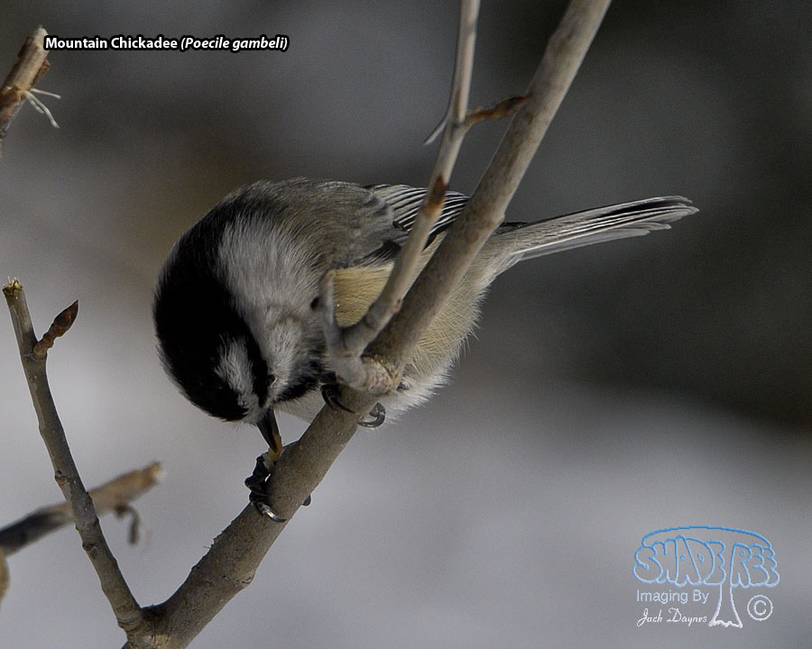Mountain Chickadee - Poecile gambeli