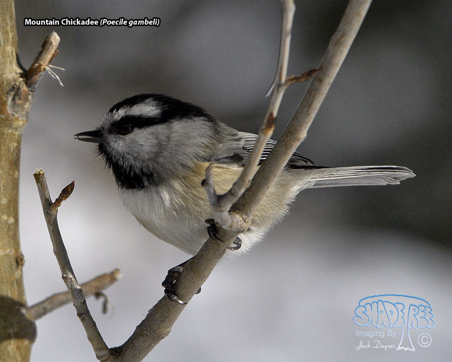 Mountain Chickadee - Poecile gambeli