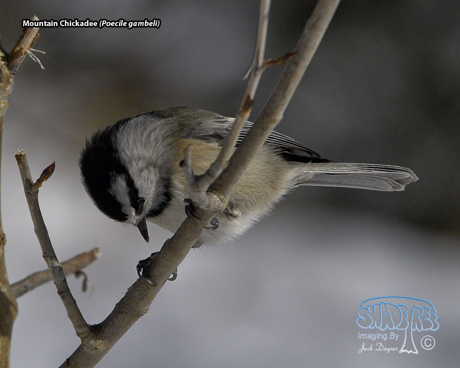 Mountain Chickadee - Poecile gambeli