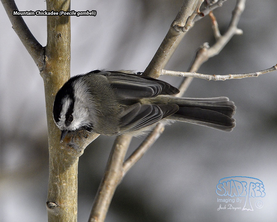 Mountain Chickadee - Poecile gambeli