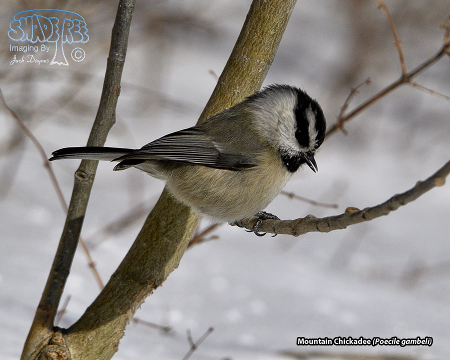 Mountain Chickadee - Poecile gambeli