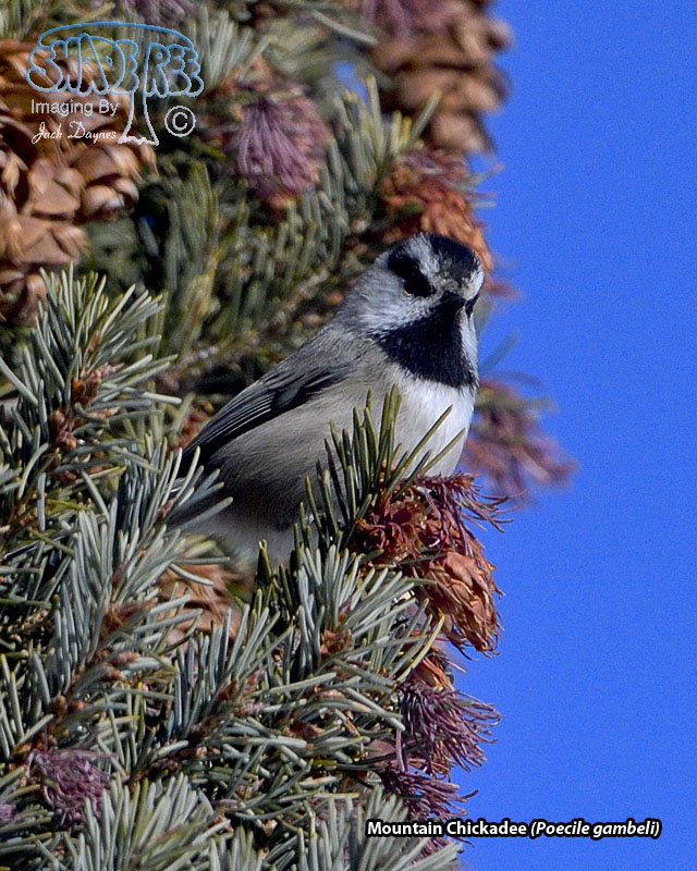 Mountain Chickadee - Poecile gambeli
