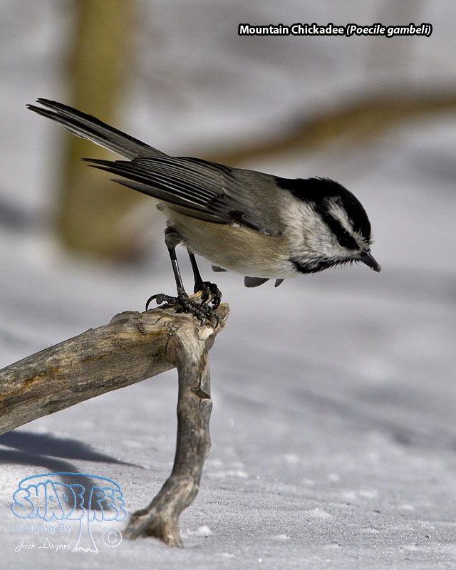 Mountain Chickadee - Poecile gambeli