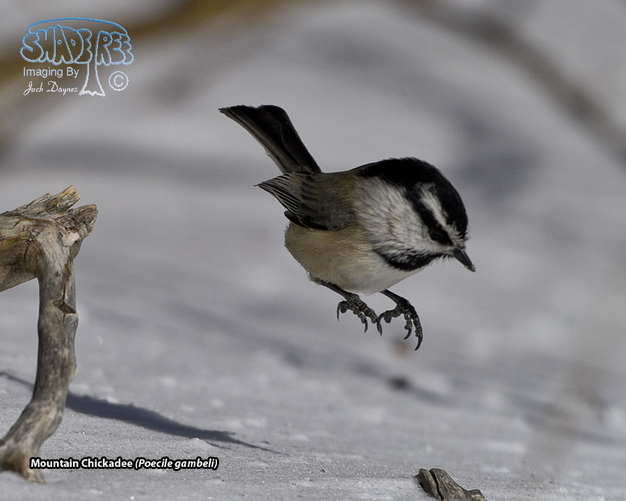 Mountain Chickadee - Poecile gambeli
