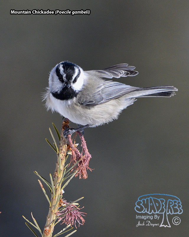 Mountain Chickadee - Poecile gambeli