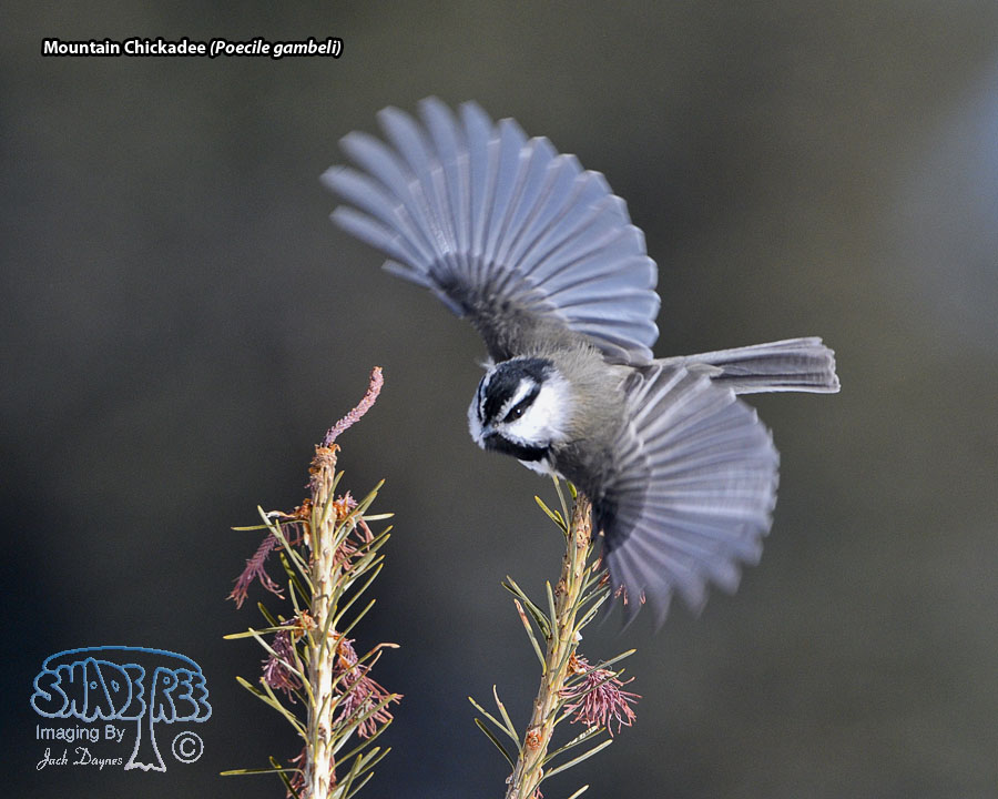 Mountain Chickadee - Poecile gambeli